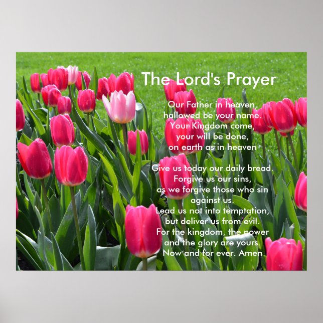Vår rosa tulpanblommor, Herren Prayer Poster (Framsidan)