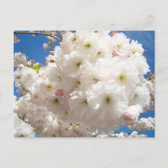Vår Rosa Vit Träd Blomma Blommar vykort (Framsida)