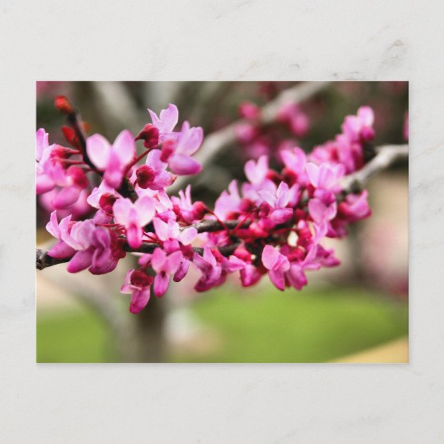 Vår rosa vykort (Framsida)