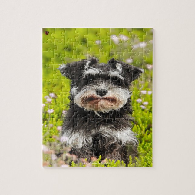 Vår Schnauzer Vår Familj Husdjur Pussel (Vertikal)
