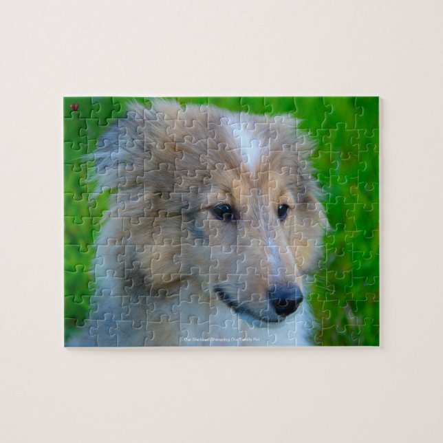 Vår Shetland Sheepdog vår familjepet Pussel (Horisontell)
