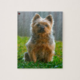 Vår Silky Terrier-familjepet Pussel