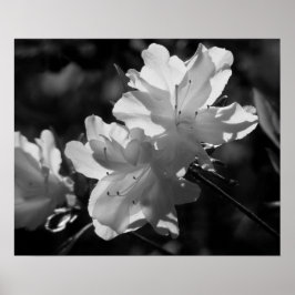 Vår skönhet poster