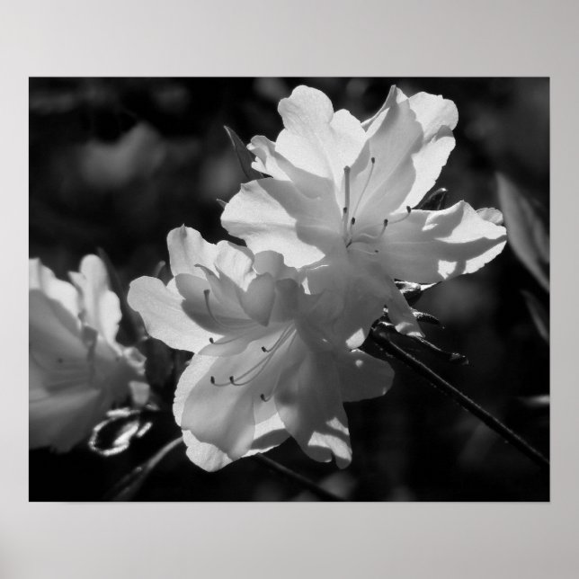 Vår skönhet poster (Framsidan)