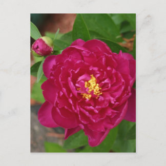 Vår skönhet vykort