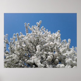 Vår Snö Crabapple Träd i Bloom Poster