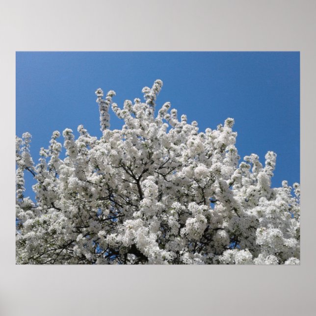Vår Snö Crabapple Träd i Bloom Poster (Framsidan)