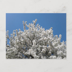 Vår Snö Crabapple Träd i Bloom Vykort