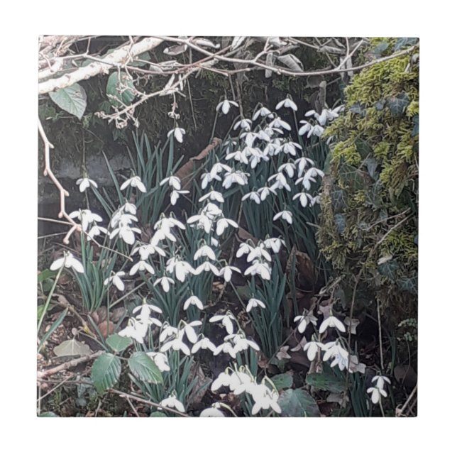 Vår Snödroppar, keramiskt plattor Kakelplatta (Framsidan)