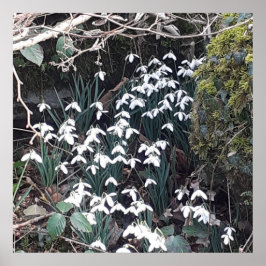 Vår Snödroppar Poster