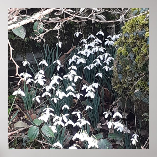 Vår Snödroppar Poster (Framsidan)