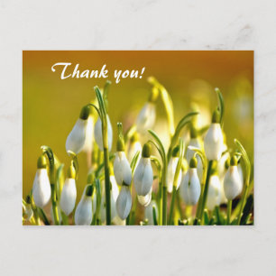 Vår Snowdrops Flowers Tack Vykort