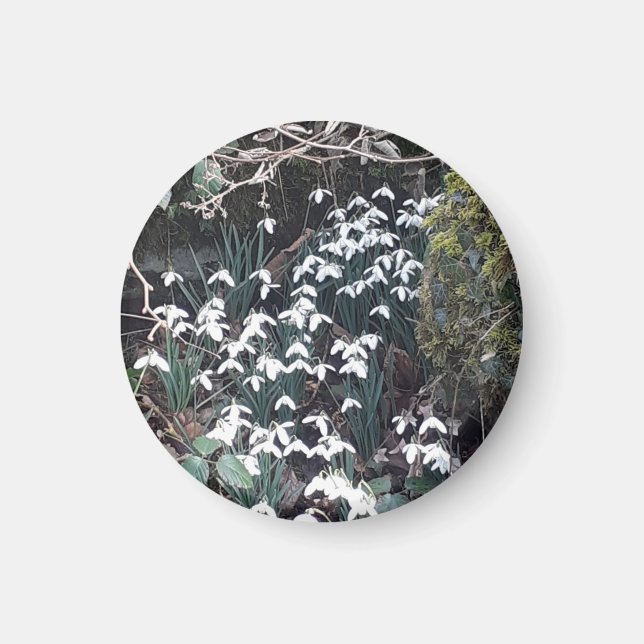 Vår Snowdrops Magnet (Framsidan)