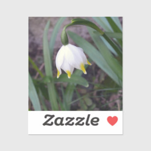 Vår Snowflake Leucojum vernum Flower Klistermärken