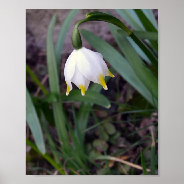 Vår Snowflake Leucojum vernum Flower Poster (Framsidan)