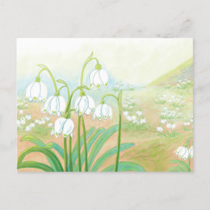 Vår Snowflake, Leucojum vernum Illustration Vykort