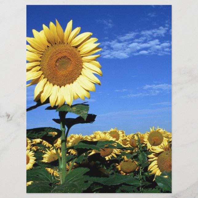 Vår Solros (Framsida)