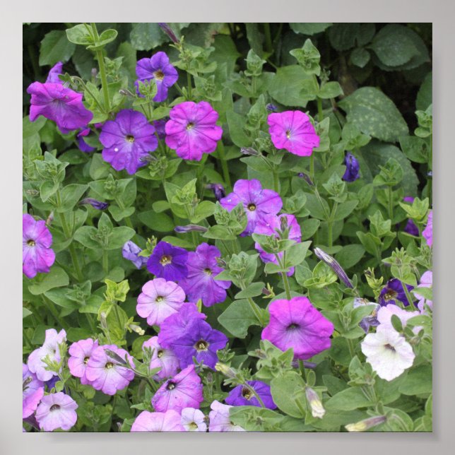 Vår Sommarens Blommigt Lila Petunia Flowers Decor Poster (Framsidan)