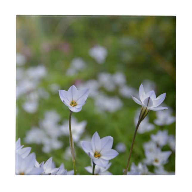 Vår Starblomma Kakelplatta (Framsidan)