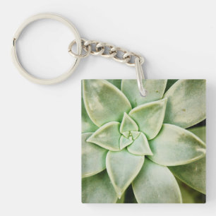 Vår Succulent