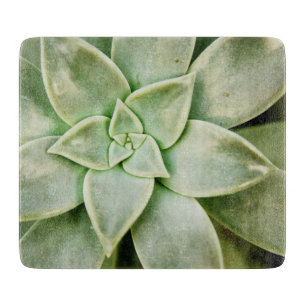 Vår Succulent