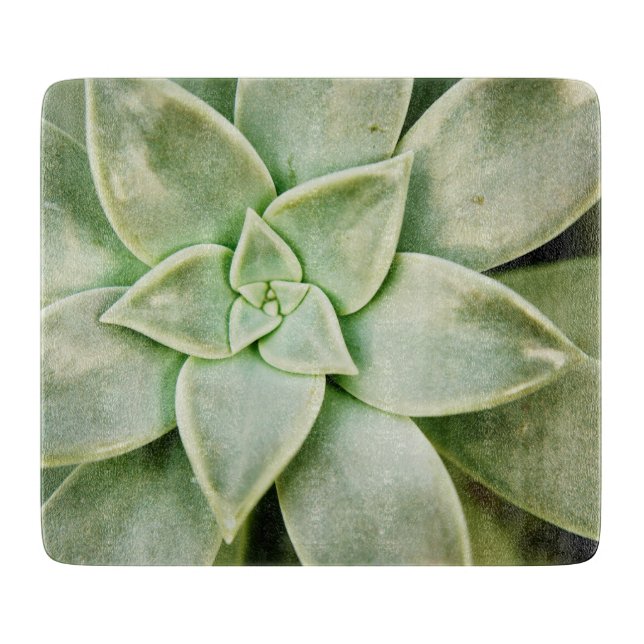 Vår Succulent (Framsidan)
