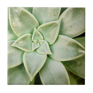 Vår Succulent Kakelplatta