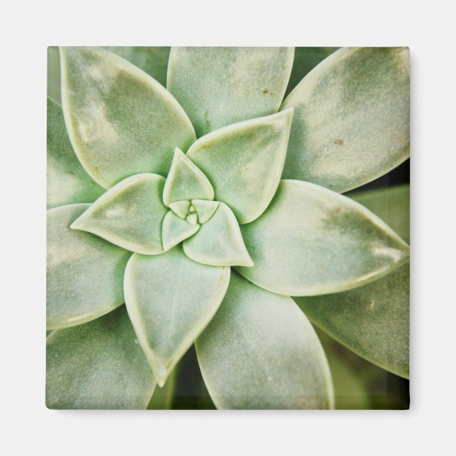 Vår Succulent Magnet (Framsidan)