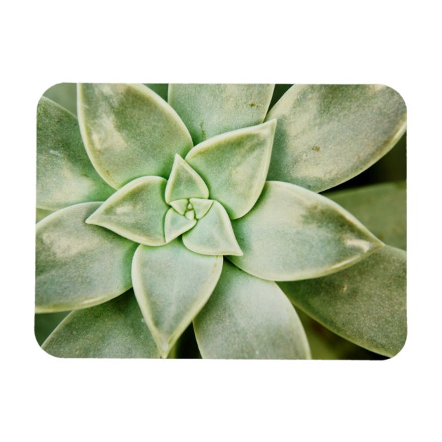 Vår Succulent Magnet (Horisontell)