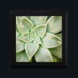 Vår Succulent Minnesask<br><div class="desc">"Vår Succulent I" av Jason Johnson. Har en slutning av en självklar.</div>