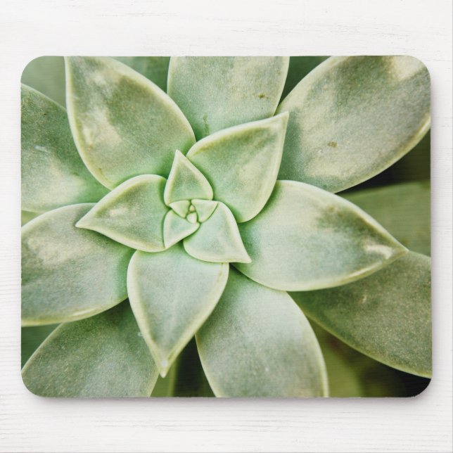 Vår Succulent Musmatta (Framsidan)