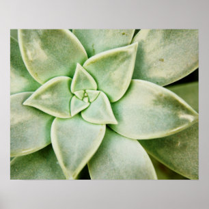 Vår Succulent Poster