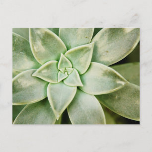 Vår Succulent Vykort