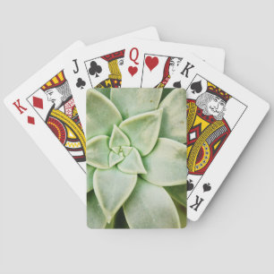 Vår Suckulent Casinokort
