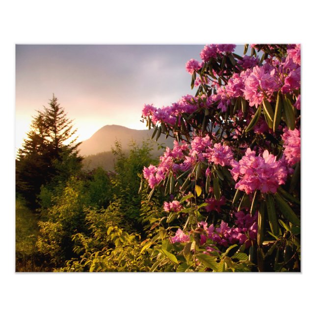 Vår Sunset Mount Mitchell i North Carolina. Fototryck (Framsidan)
