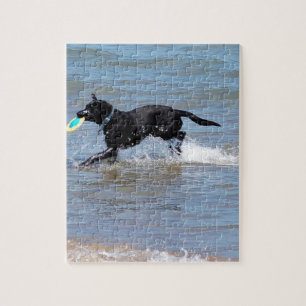 Vår svarta labrador hämtar Frisbee från Sjö Pussel