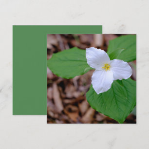 Vår Trillium Färg Oredigerad Fotografi Anteckningskort
