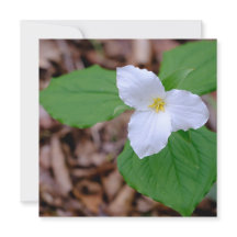 Vår Trillium Färg Oredigerad Fotografi