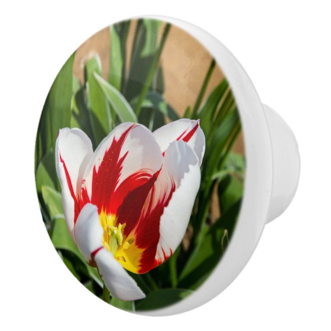 Vår Tulip Ceramic Drage Knopp (Höger)
