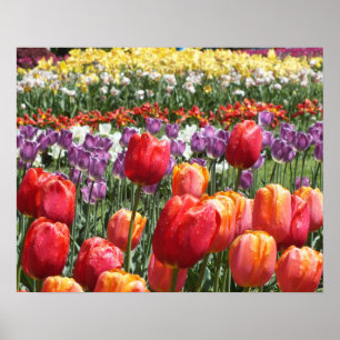 Vår Tulip Garden Poster