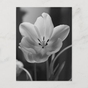 Vår Tulip i svartvitt Vykort