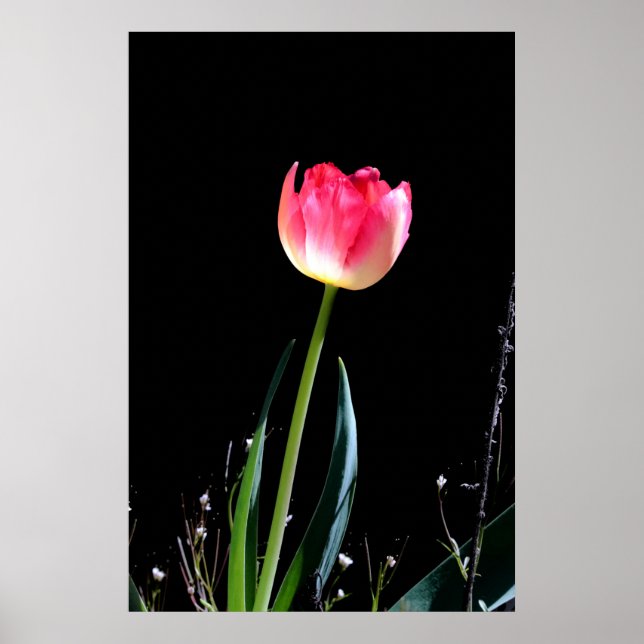 Vår tulip poster (Framsidan)