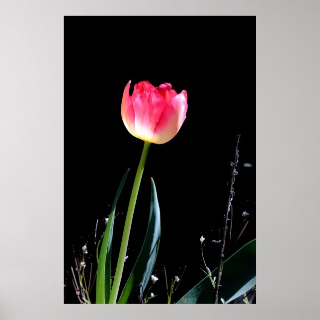 Vår tulip poster (Framsidan)