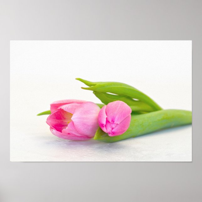 Vår Tulip Poster (Framsidan)