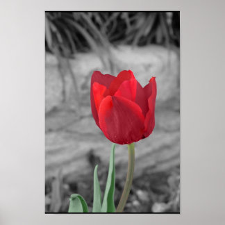 Vår Tulip Poster