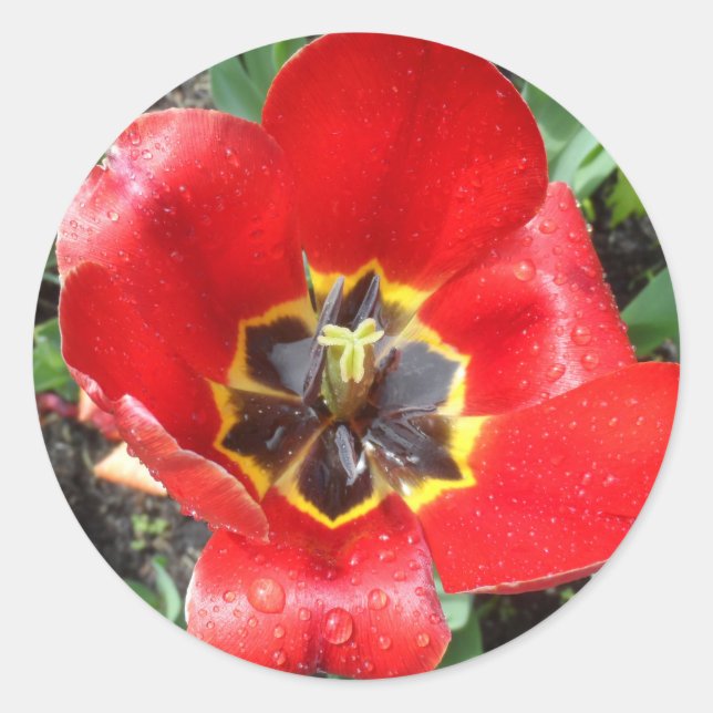 Vår Tulip Runt Klistermärke (Framsida)
