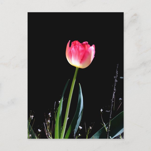 Vår tulip vykort (Framsida)