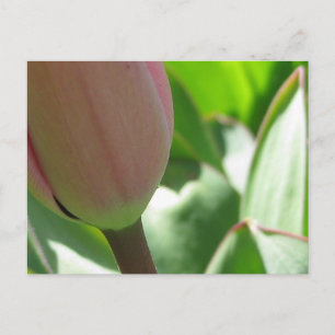 Vår Tulip Vykort