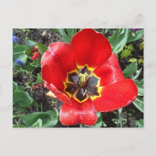 Vår Tulip Vykort (Framsida)