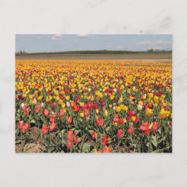 Vår Tulip-vykort Vykort